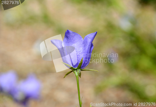 Image of Blue campanula flower