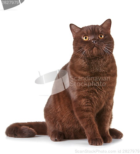 Image of brown british short hair cat