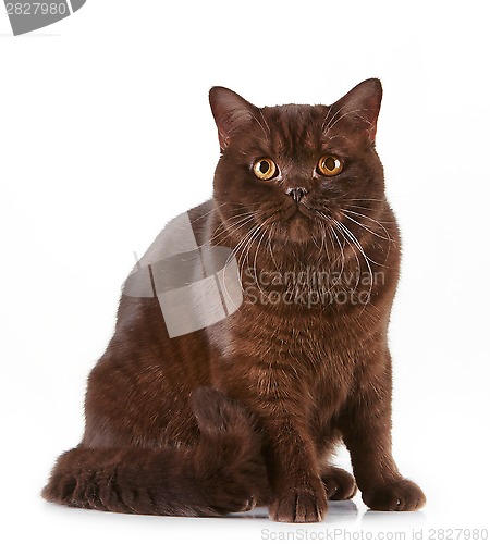 Image of brown british short hair cat
