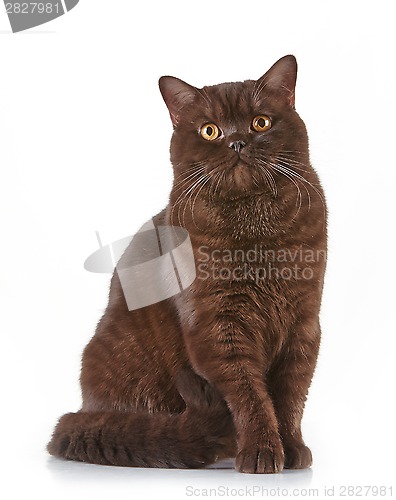 Image of brown british short hair cat