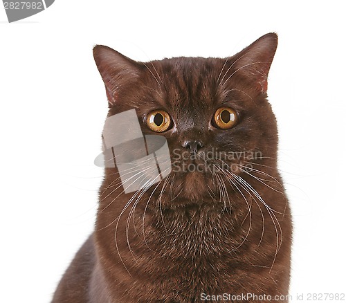 Image of brown british short hair cat