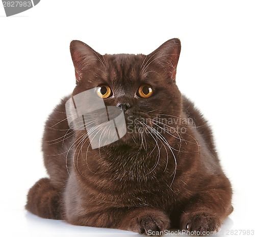 Image of brown british short hair cat