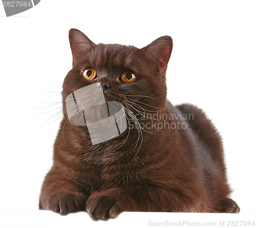 Image of brown british short hair cat