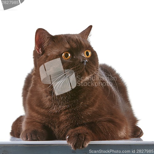 Image of brown british short hair cat