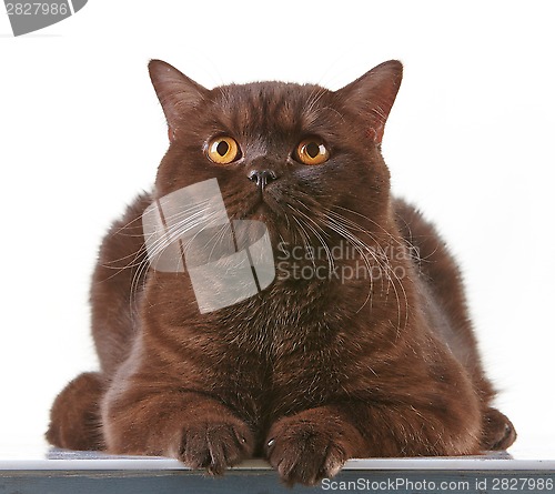 Image of brown british short hair cat