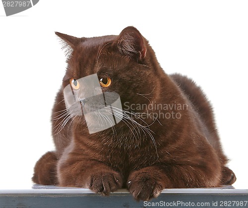 Image of brown british short hair cat