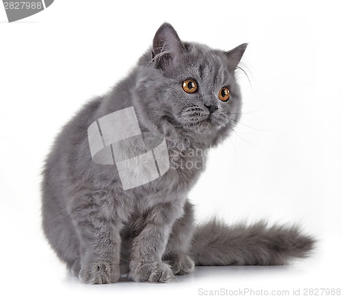 Image of Gray british long hair kitten