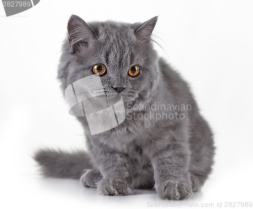 Image of Gray british long hair kitten