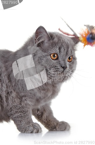 Image of Gray british long hair kitten