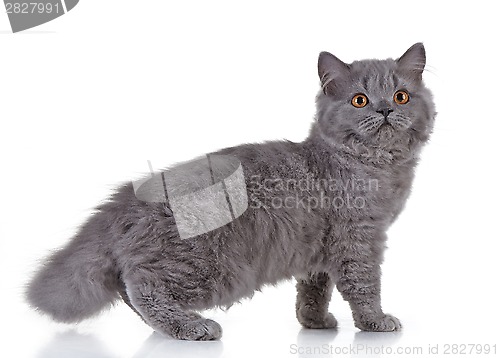 Image of Gray british long hair kitten