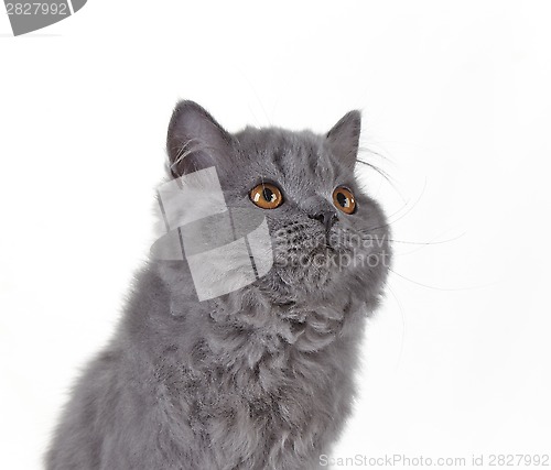 Image of Gray british long hair kitten