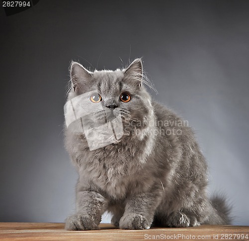 Image of Portrait of british longhair kitten