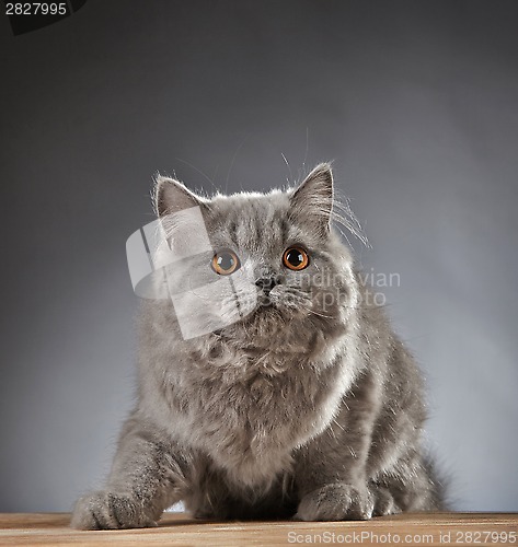 Image of Portrait of british longhair kitten