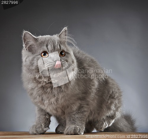 Image of Portrait of british longhair kitten