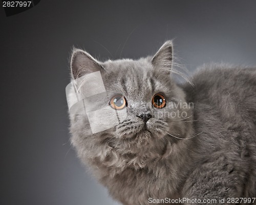 Image of Portrait of british longhair kitten