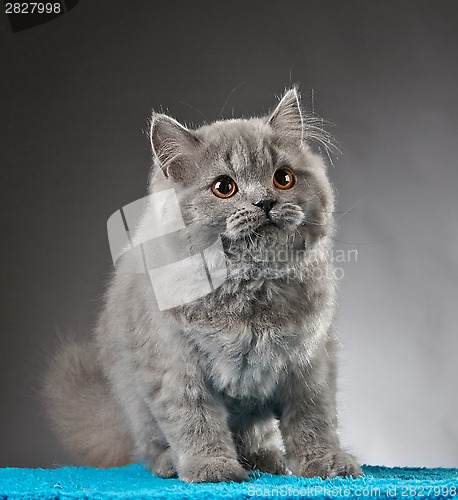 Image of Portrait of british longhair kitten