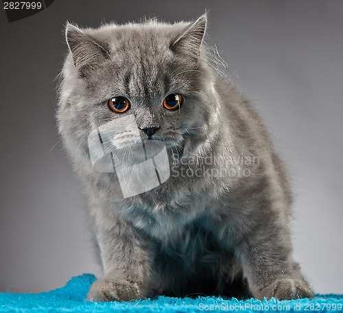 Image of Portrait of british longhair kitten