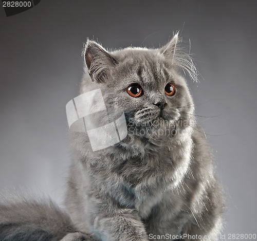 Image of Portrait of british longhair kitten