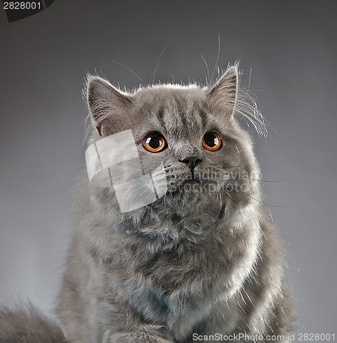 Image of Portrait of british longhair kitten