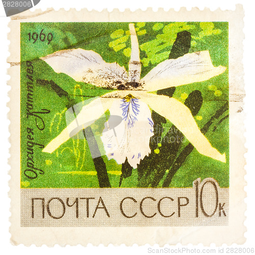 Image of Stamp printed in USSR (Russia) shows white orchid with the inscr