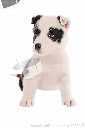 Image of Collie puppy sitting