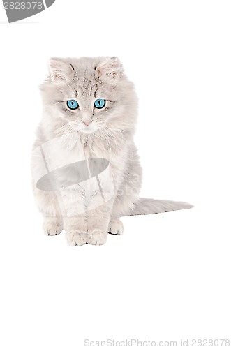 Image of Sad grey kitten