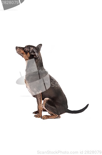 Image of Chihuahua dog sitting on white