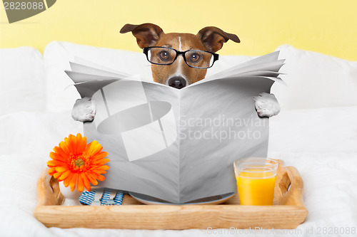 Image of dog reading newspaper 