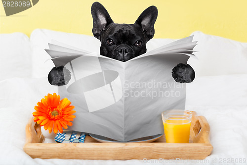 Image of dog reading newspaper 