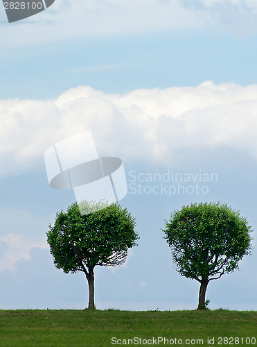 Image of Circle Shaped Trees