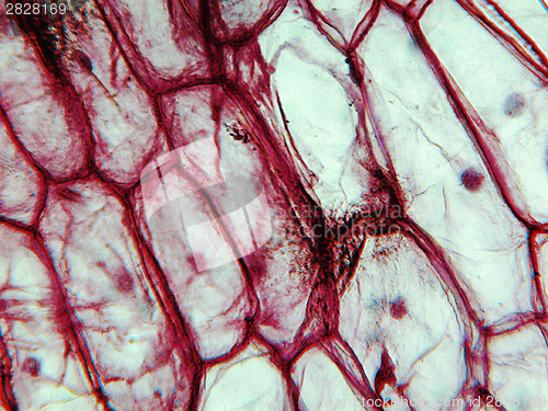 Image of Onion epidermus micrograph