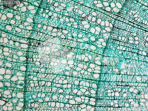 Image of Pine Wood micrograph