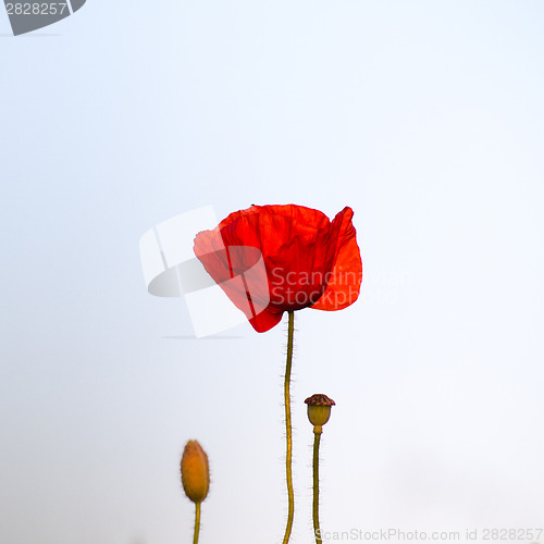 Image of Single poppy at bright background