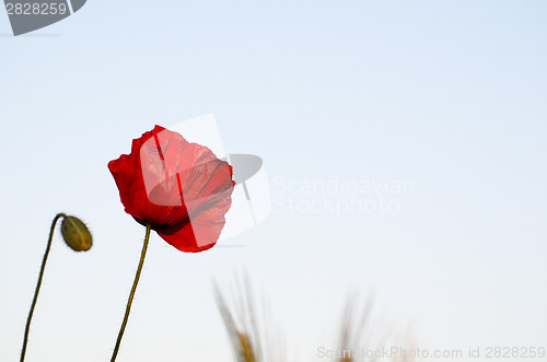 Image of Poppy flower at natural bright blue sky