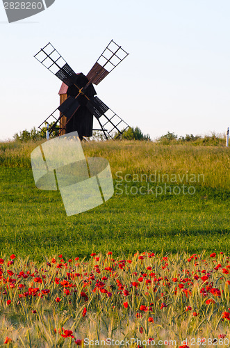 Image of Field of poppies in front of an old windmill