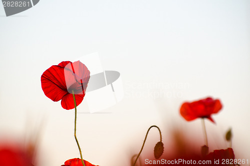 Image of Closeup of a red poppy flower