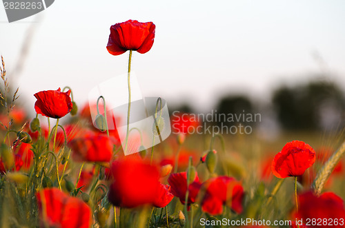 Image of Poppy field closeup with focus on one flower