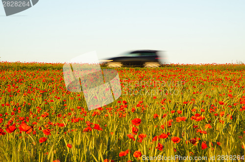 Image of Car driving in a field with poppies 