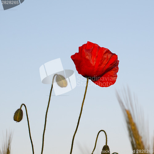 Image of Poppy flower portrait