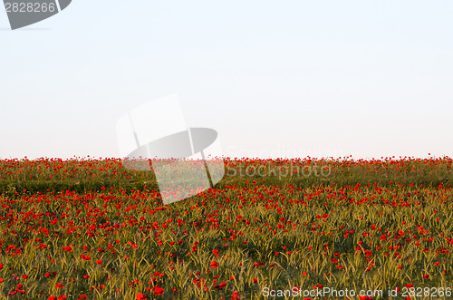 Image of Corn field with blossom poppies