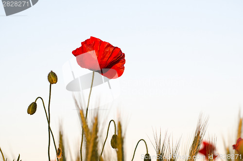 Image of Flower beauty in the corn field