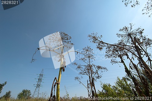 Image of Field summer plants