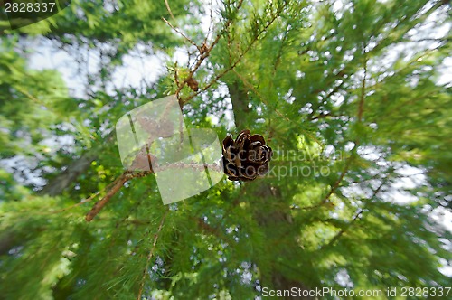 Image of Branch with cone. Larix leptolepis