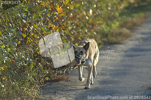 Image of Running dog