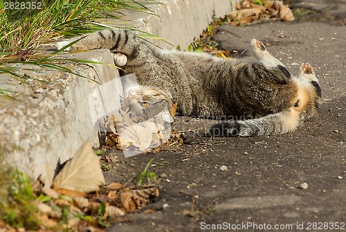 Image of Funny pussy cat