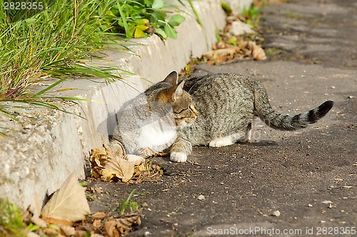 Image of Cat lying