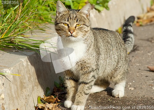 Image of Cat stands on road