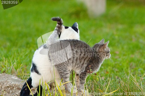 Image of Cats friendship