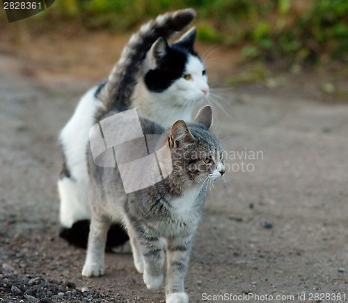 Image of Two cats