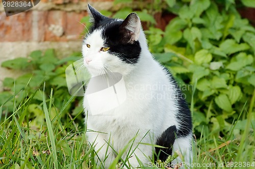 Image of Backyard cat